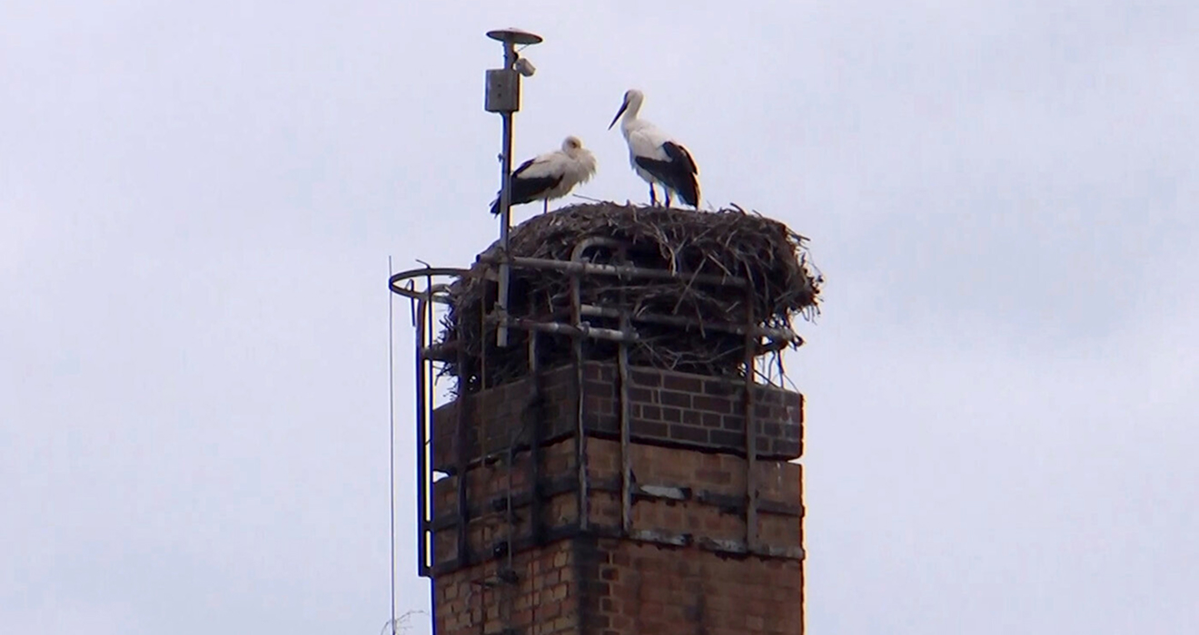 Hier fand gerade ein fliegender Wechsel statt: Storch Bodo hat seinen Vorgänger aus dem Nest geworfen