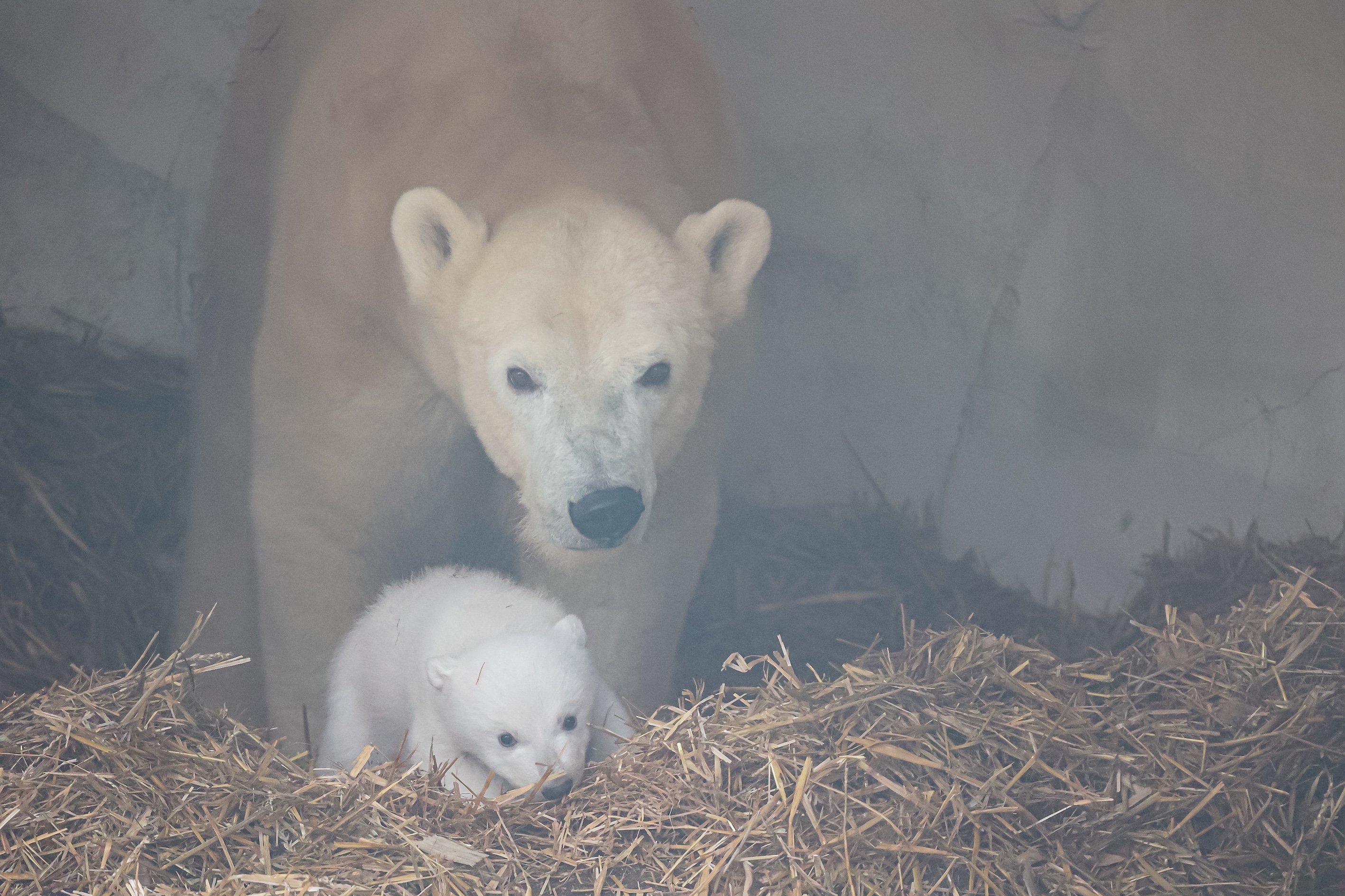 Eisbär-Baby im Karlsruher Zoo