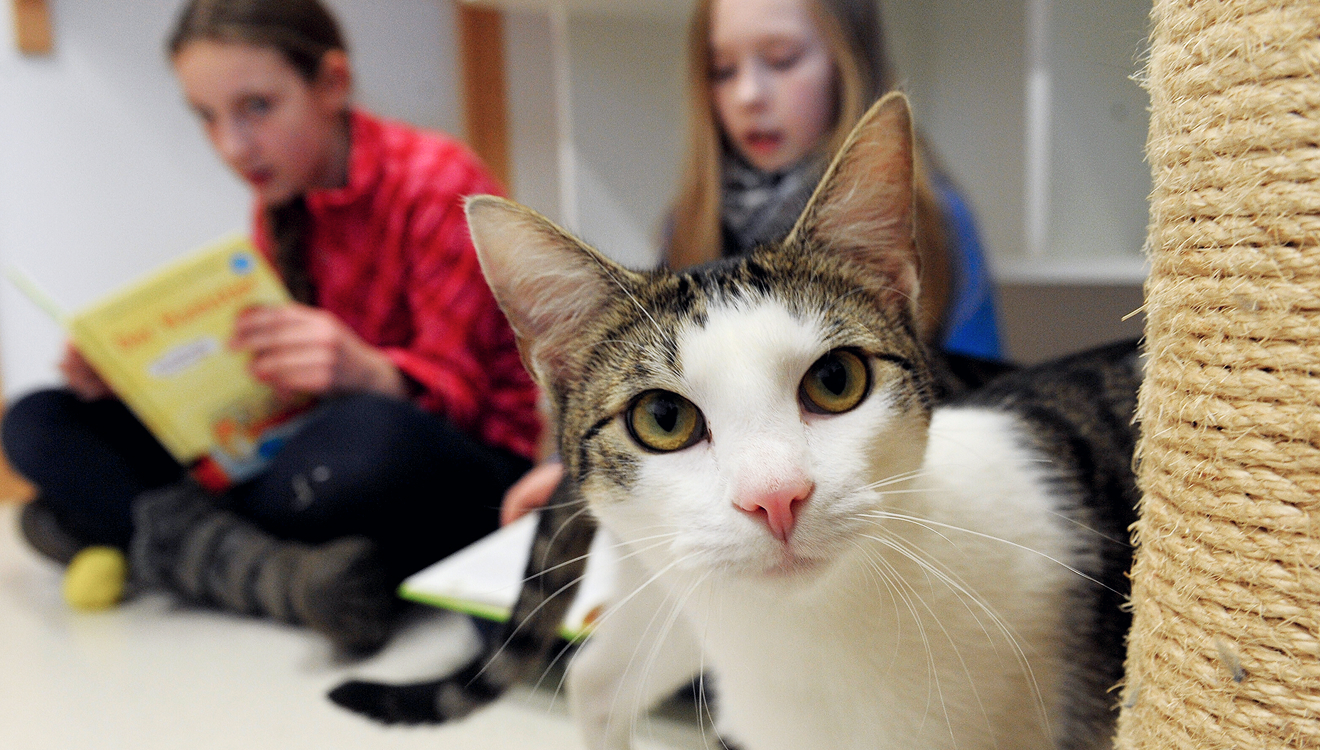 Diese Kinder sind jedenfalls nicht auf dem Ego-Trip: Im Tierheim Drakenburg in Niedersachsen lesen sie regelmäßig Katzen vor