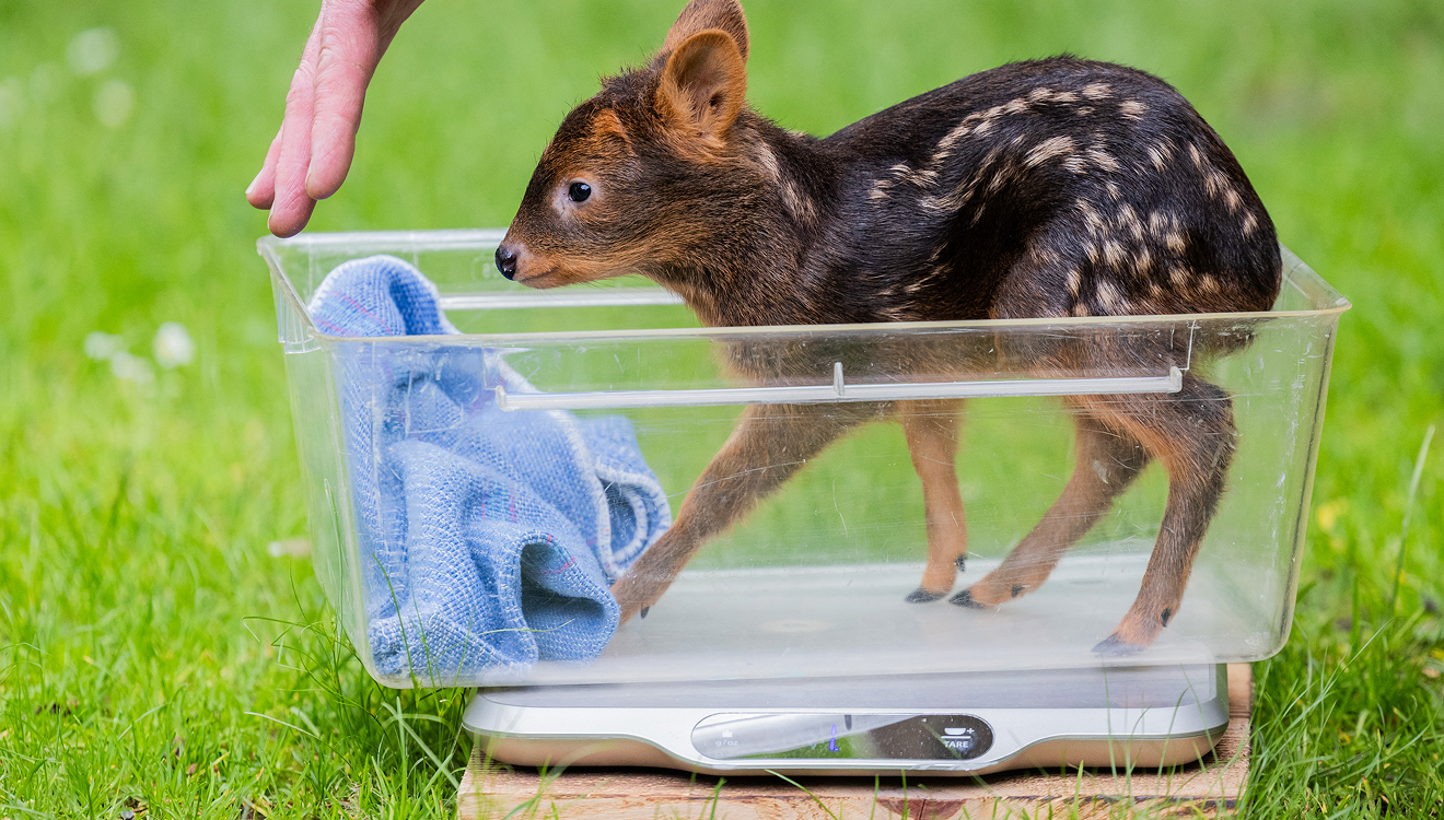 Weltkleinster Hirsch auf der Waage: Adora erkundet bereits die Außenanlage im Kölner Zoo. Oder sie versteckt sich, dem Pudu-Naturell entsprechend, im Gras