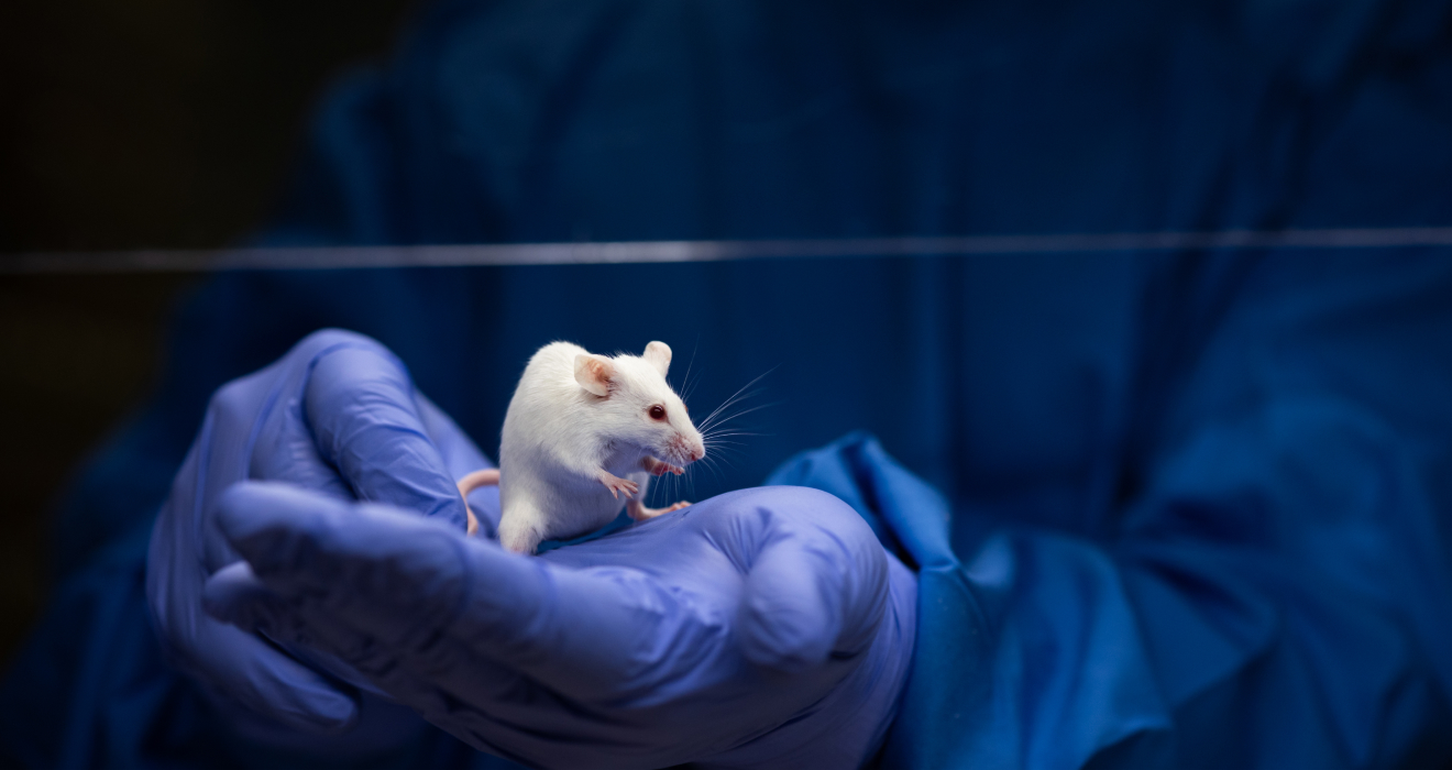 Gleichgeschlechtliche Eltern? Chinesische Wissenschaftler haben bei Mäusen das Tor zu einer bislang ungeahnten Fortpflanzungsweise geöffnet
