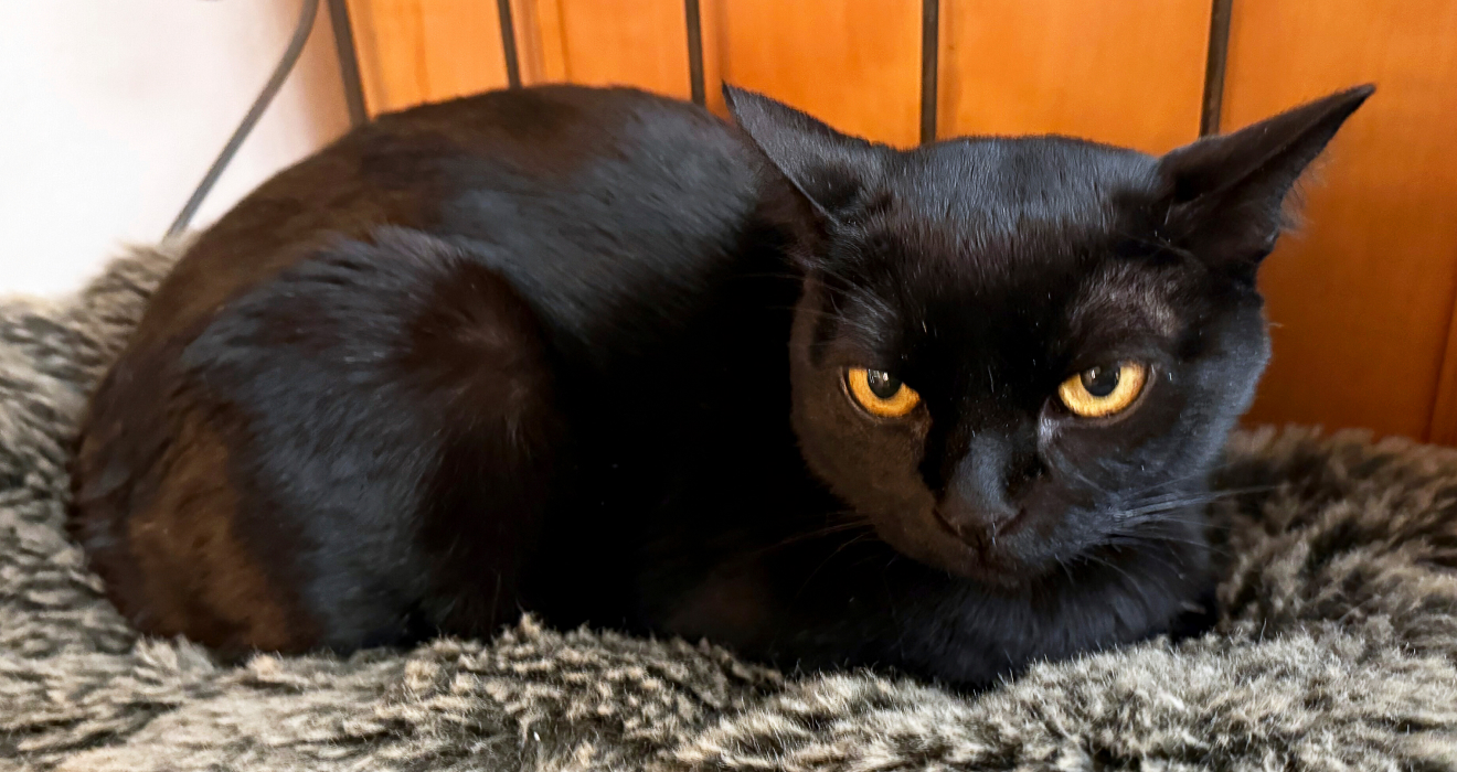 Der Bombay-Kater Aramis aus Nordfriesland