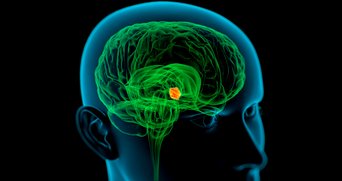 Der Hypothalamus (orange) ist essentiell für das zentrale Nervensystem