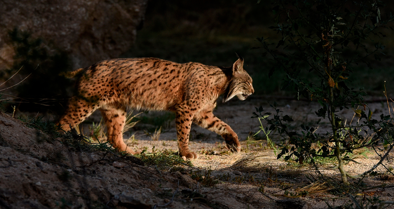 Iberischer Luchs