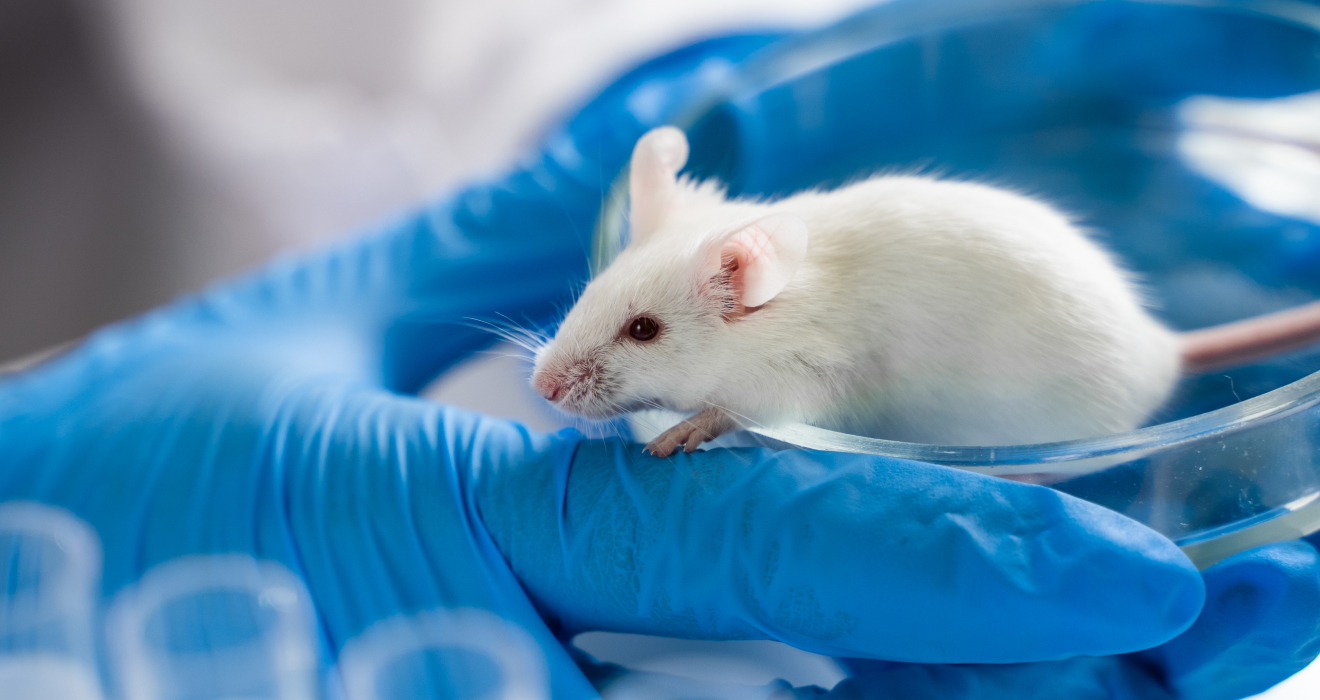 Versuchsmäuse sind gechillter, wenn ein bestimmtes Protein im Gehirn genetisch hochgefahren wurde