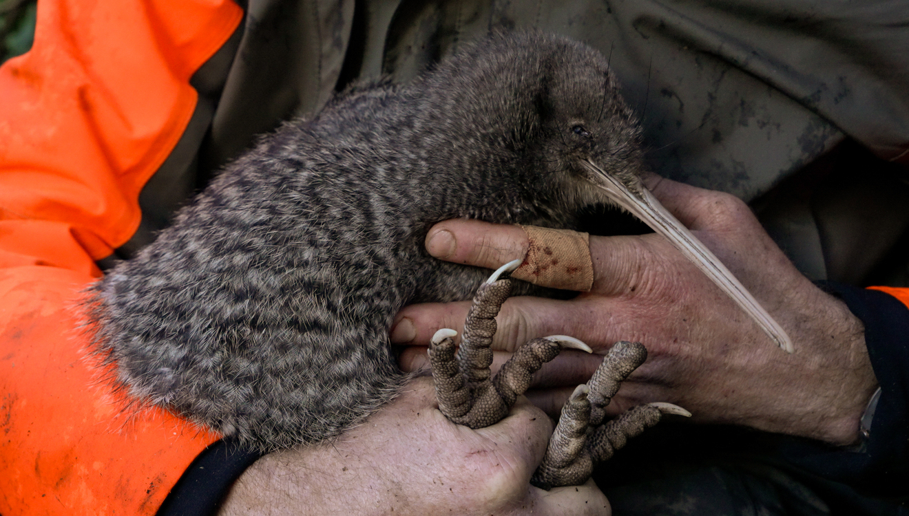 Das überraschend entdeckte weibliche Kiwi-Pukupuku. Neuseeländer lieben die sonderlichen Vögel so sehr, dass sie sich selbst längst als Kiwis bezeichnen