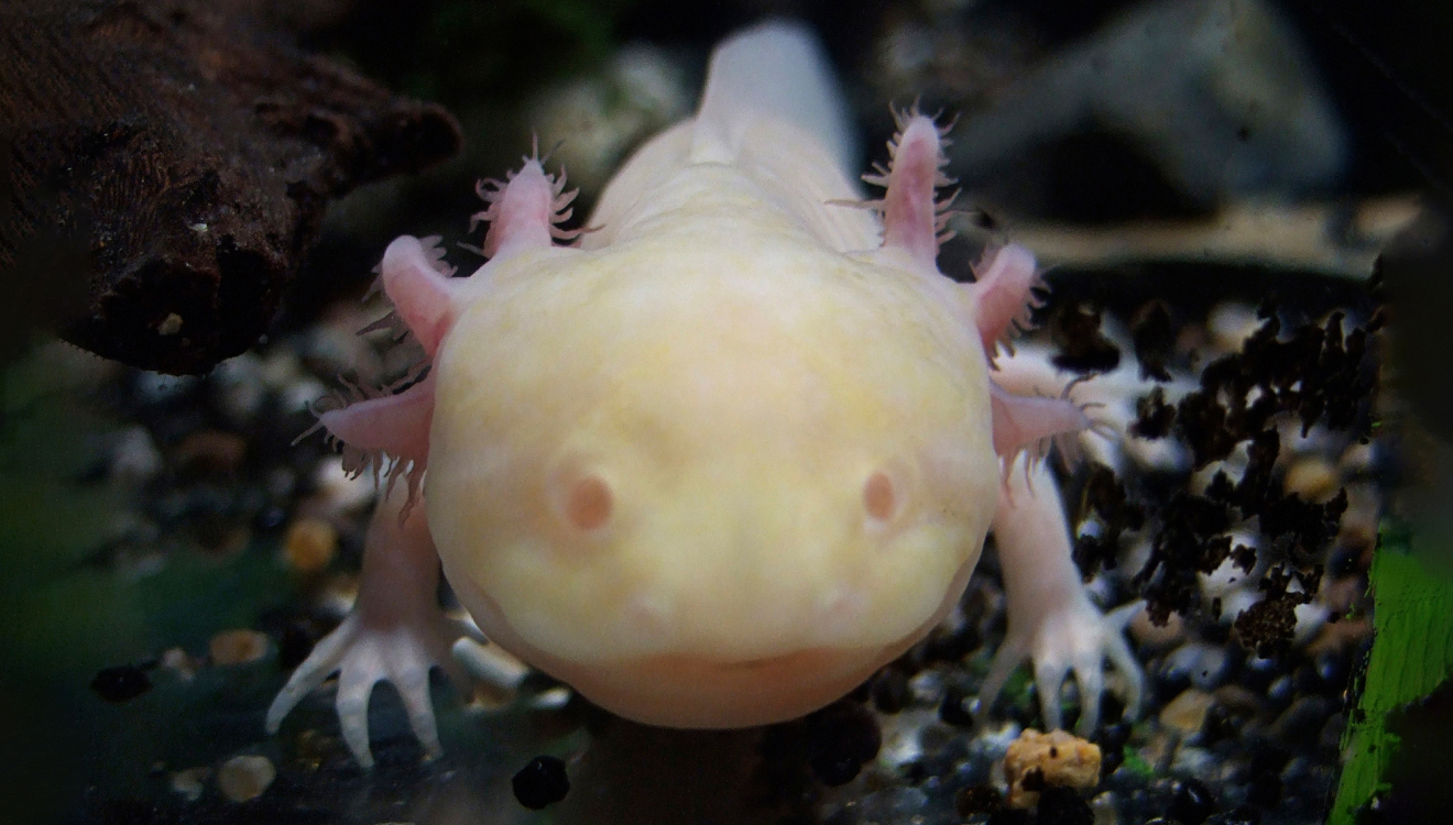 Schleimig ist in diesem Fall gut: Der Hautschleim des Axolotls kann Bakterien und sogar Krebs-Zellen attackieren