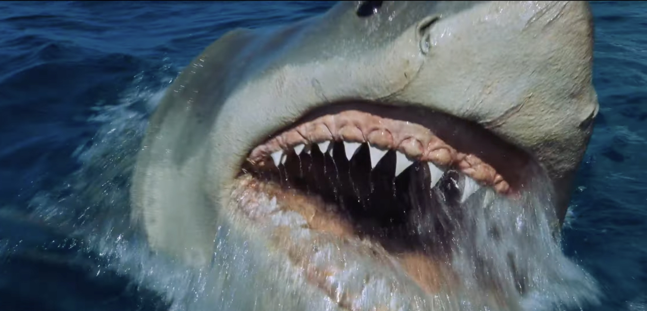 Bruce, die Hai-Attrappe, benannt Steven Spielberg nach seinem Anwalt. Gleich zu Beginn des Drehs versank sie gluckernd im Meer – für ungefähr drei Wochen