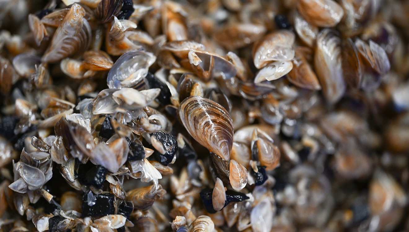 Quagga-Muscheln aus dem Schwarzmeerraum erobern neuerdings den Bodensee